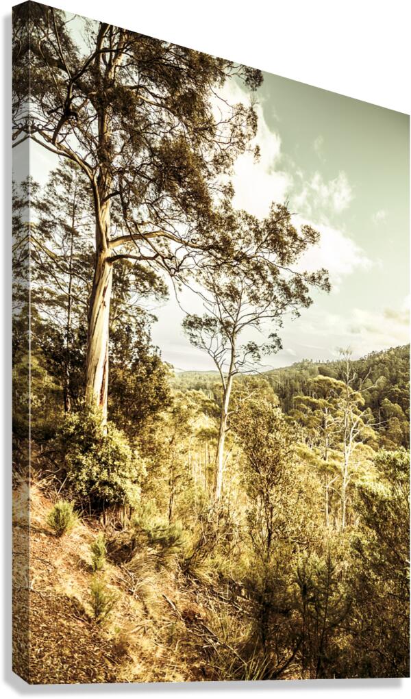 Gumtree bushland Canvas Print