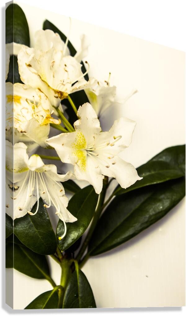 Japanese flower art Canvas Print