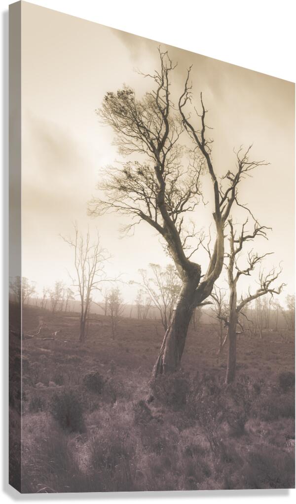 Mystery tree in a dark scary forest Canvas Print