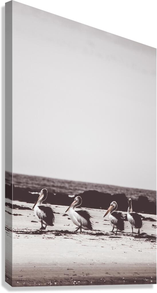Policemans Point Pelicans Canvas Print