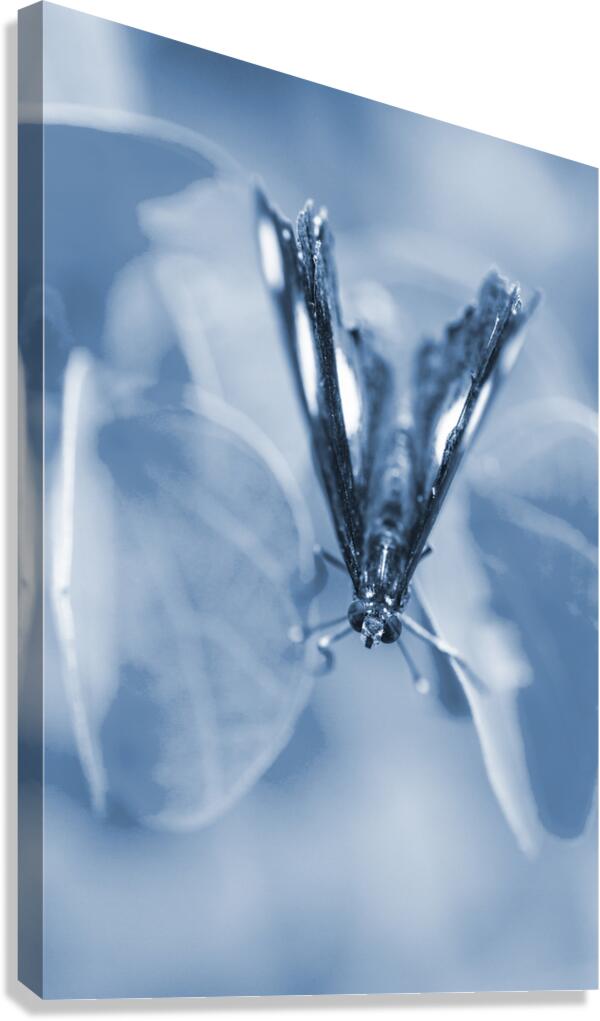 Blue spring Canvas Print