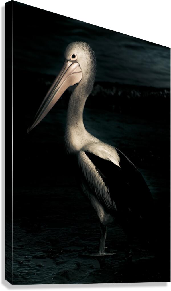 Twilight Pelican Canvas Print