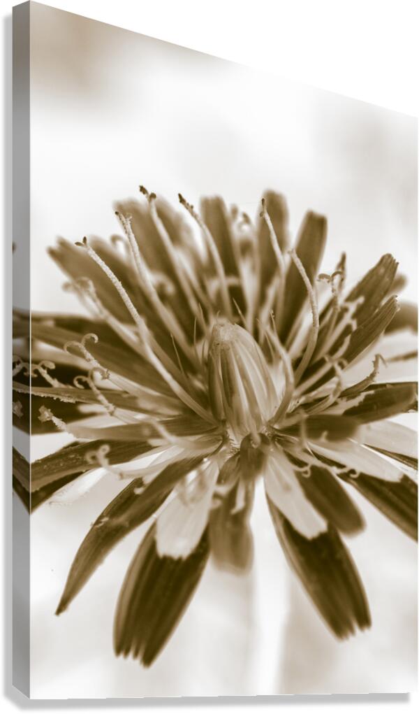 Beige n bloom Canvas Print