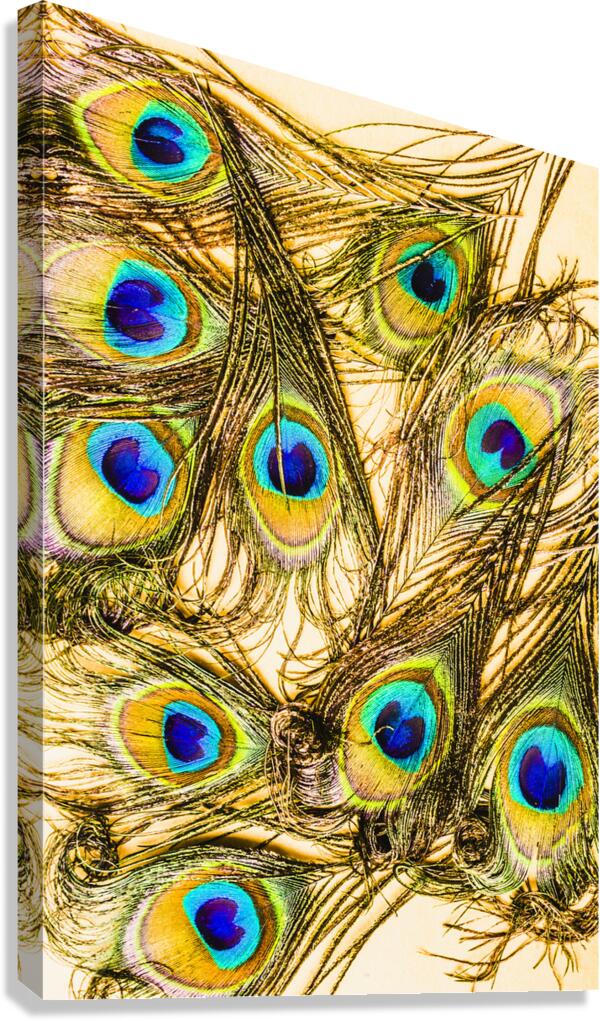 Peacock feathers still life Canvas Print