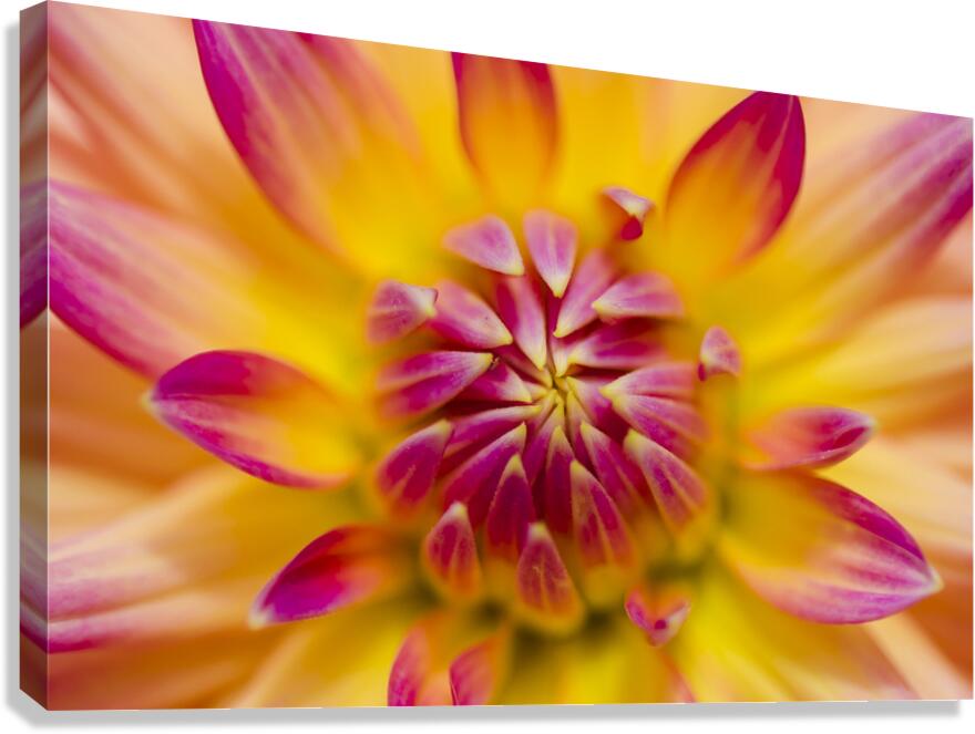 Beautiful colourful flower macro. Spring beauty Canvas Print