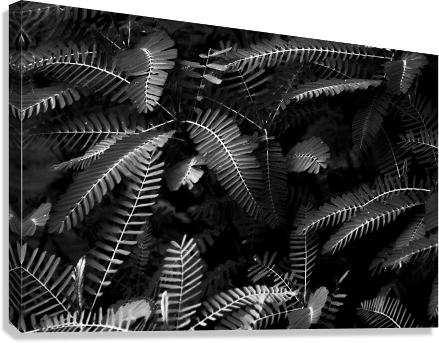 Ferns by the river Canvas Print