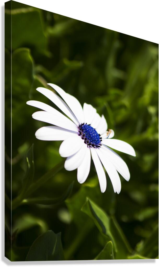 Blossoming Harmony Canvas Print