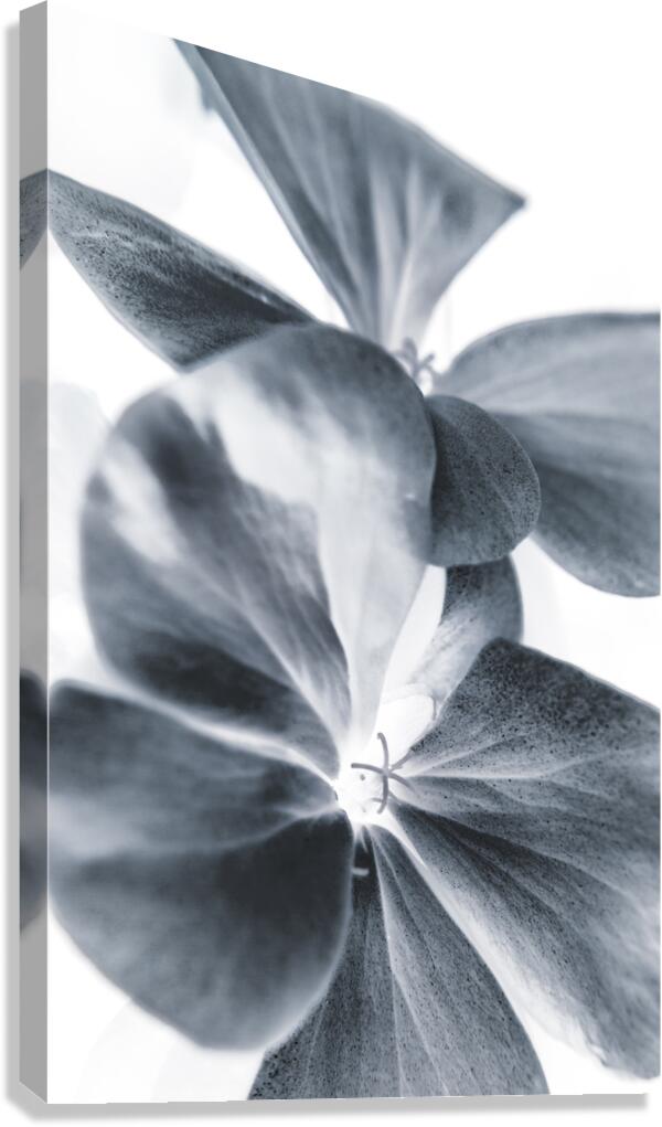 Duotone Canvas Print