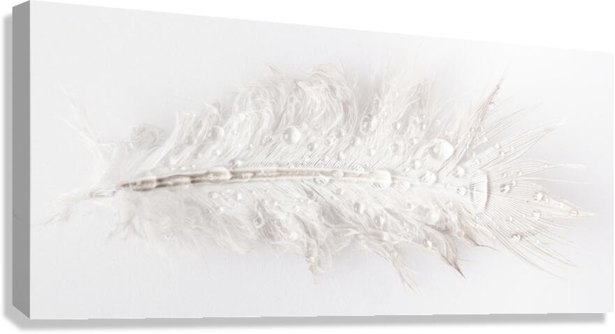 Feathery Canvas Print