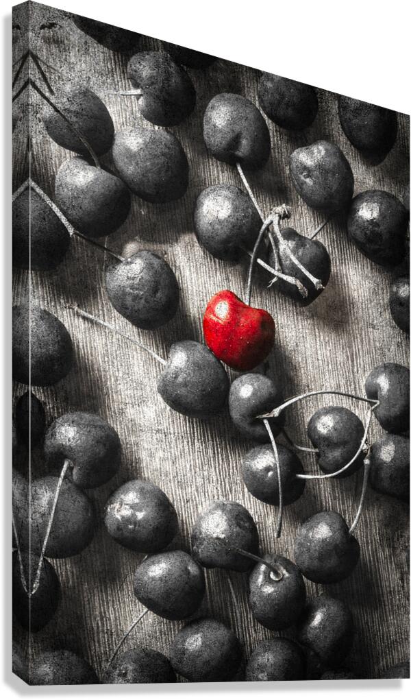 Cherry picked Canvas Print