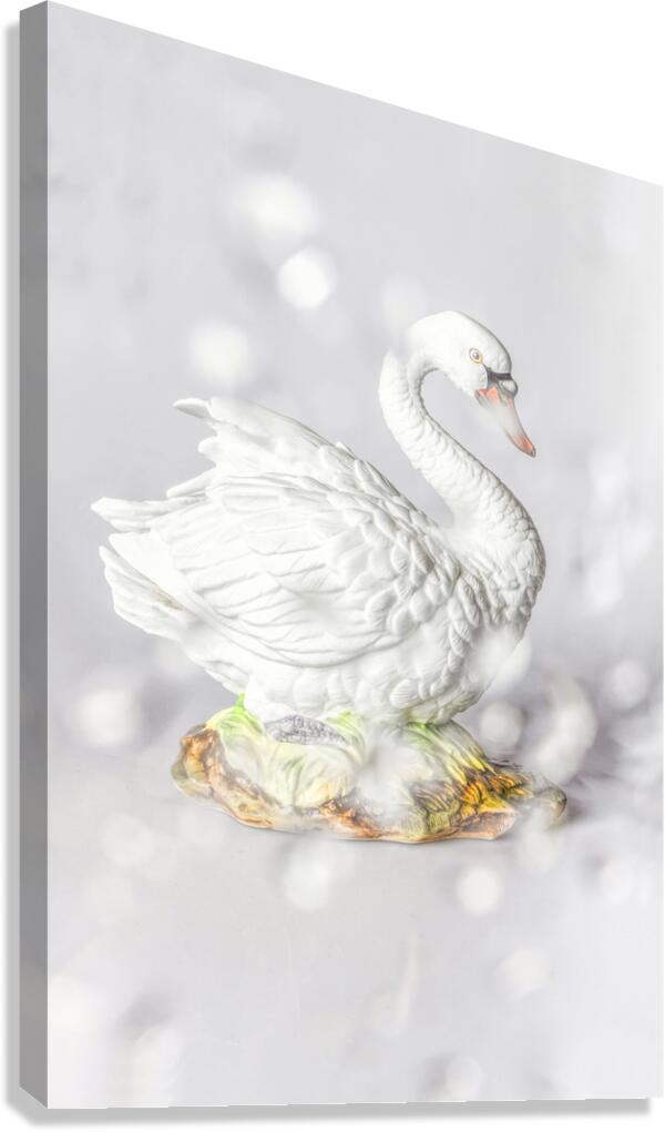 White swan Canvas Print