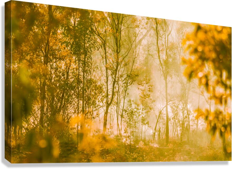 Soft Obscurity Canvas Print