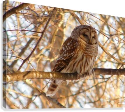 Barred Owl  spring sunset.  Canvas Print