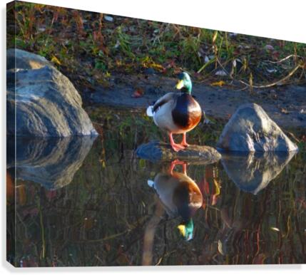Fall Reflecting Canvas Print