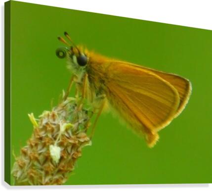 Small skipper Canvas Print