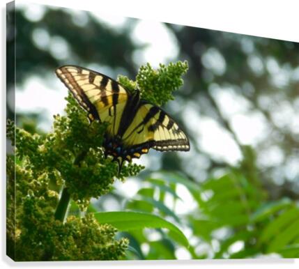Tiger Swallowtail  Canvas Print