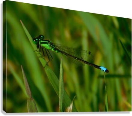 Blue Damselfly Canvas Print