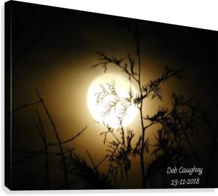 Moonlit cedar Canvas Print