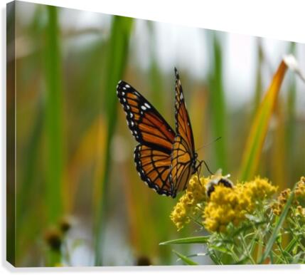 Fall Viceroy Canvas Print