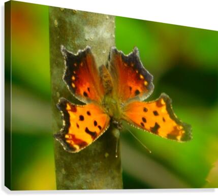 Coma Butterfly Canvas Print