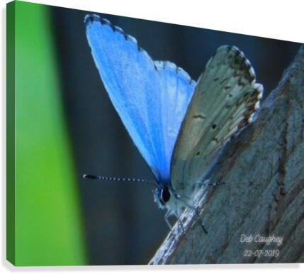 Azure Blue Canvas Print