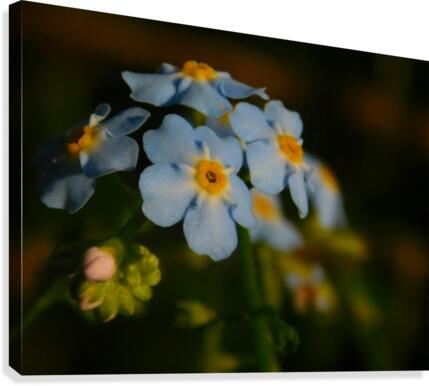 Forget-Me-Not  Canvas Print