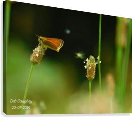 Tiny world  Canvas Print