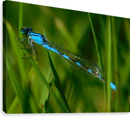 blue damselfly Canvas Print