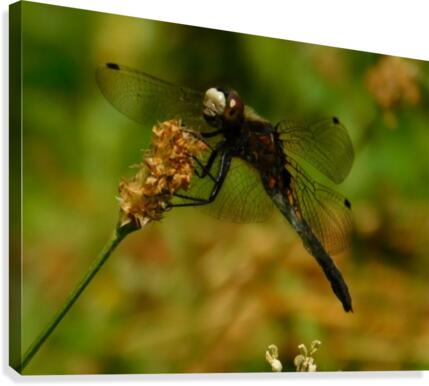 Meadowhawk Canvas Print