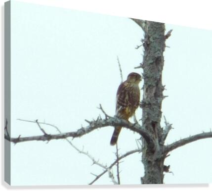 Merlin Canvas Print