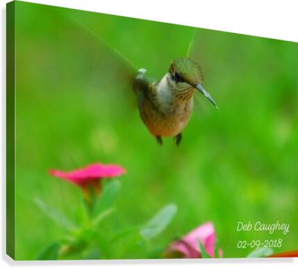 Ruby throated hummingbird Canvas Print