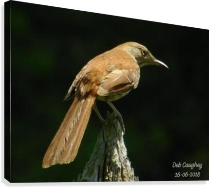 Brown thrasher Canvas Print