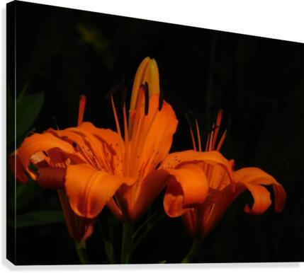 Fire Orange Canvas Print