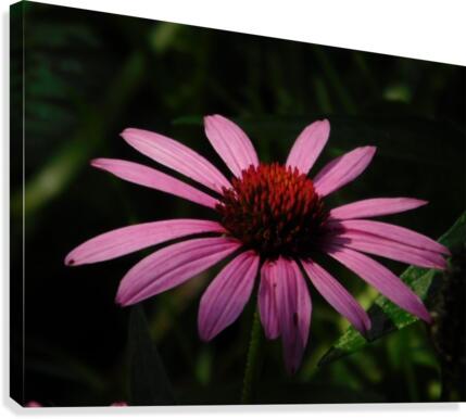 Echinacea Canvas Print