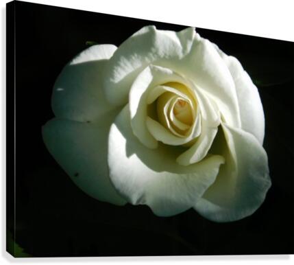 Bright white Canvas Print