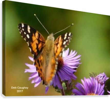 Painted Lady  Canvas Print