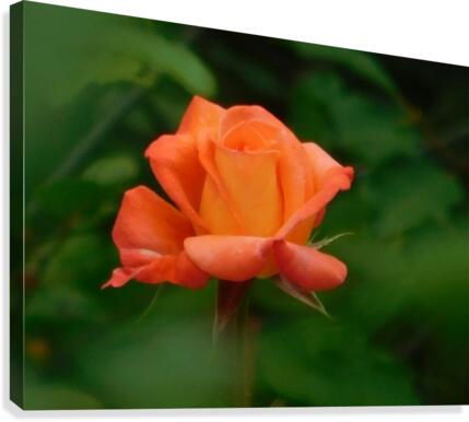 Rose glow Canvas Print