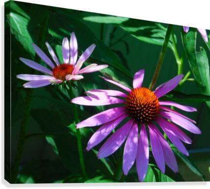 Echinacea Canvas Print