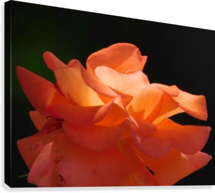 Sunset Rose Canvas Print