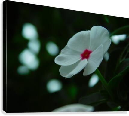 Awaiting Spring Canvas Print