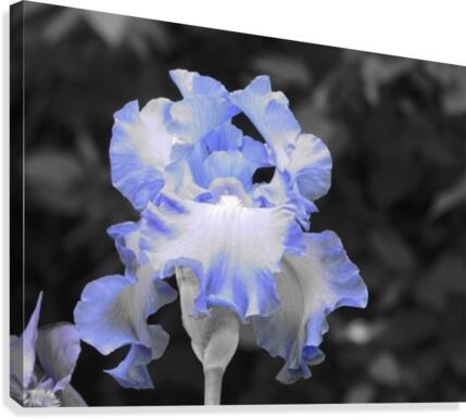 Blue Iris Canvas Print