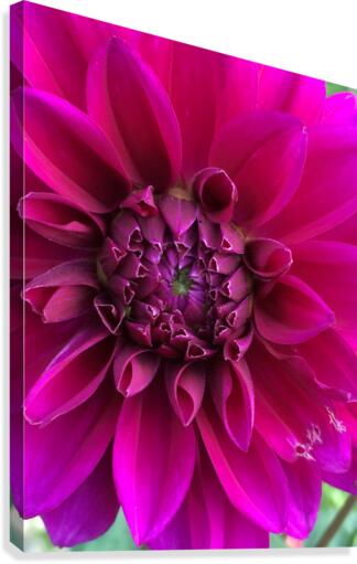 Dahlia Canvas Print