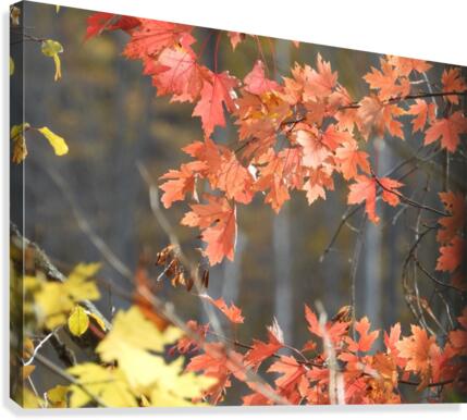 Fall Maples Canvas Print