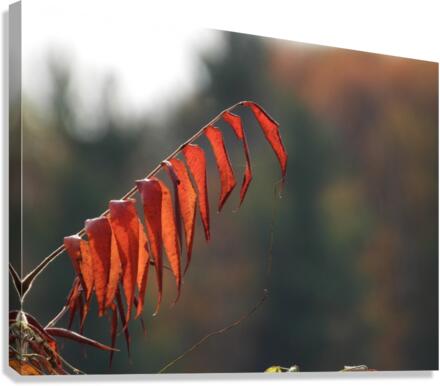 Sumac Red Canvas Print