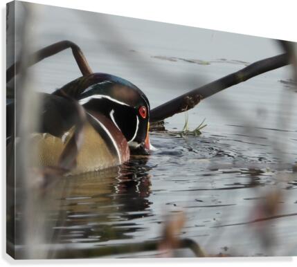 Dabbler Canvas Print