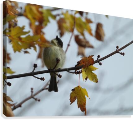 Late Fall Flycatcher Canvas Print