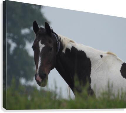 Pinto Stare Canvas Print