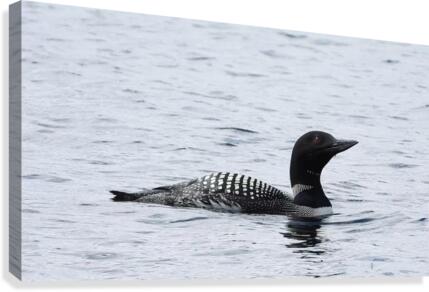 Common Loon Canvas Print