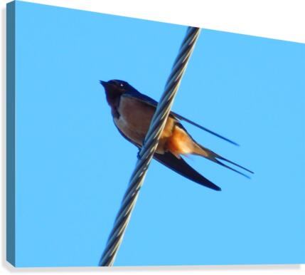 Barn Swallows Return Canvas Print