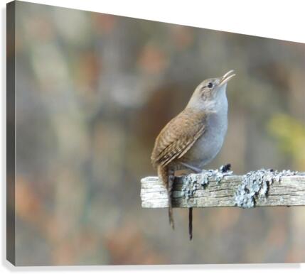 Singing Always Canvas Print